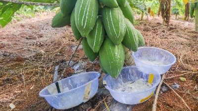 木瓜蛋白酶、風(fēng)味酶在寵物誘食風(fēng)味劑中的應(yīng)用