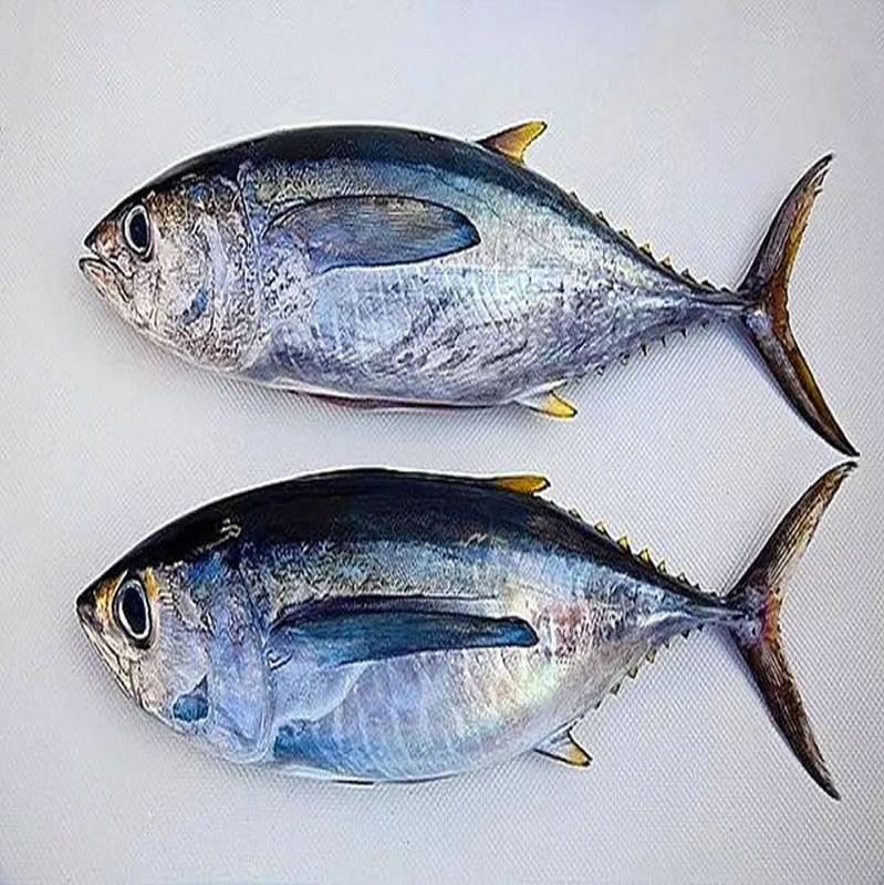 金槍魚