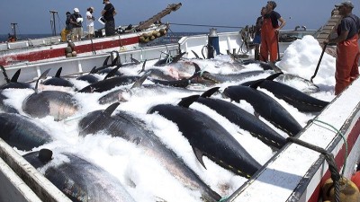 生產金槍魚肽選用哪款酶制劑？