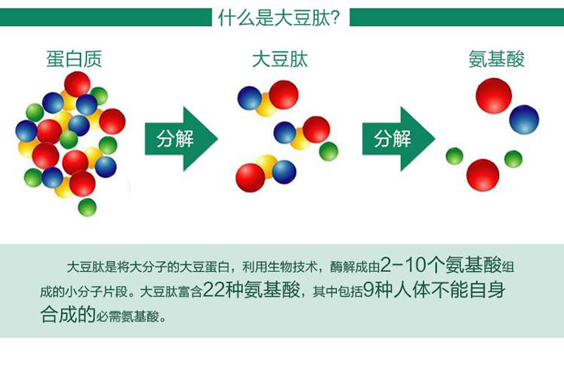 大豆蛋白肽形成過(guò)程